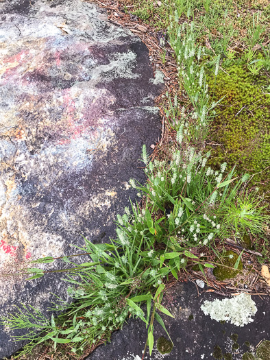 image of Plantago aristata, Bracted Plantain, Large-bracted Plantain, Buckhorn Plantain