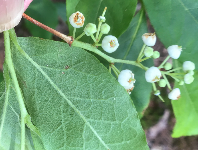 image of Lyonia ligustrina var. ligustrina, Northern Maleberry, He-huckleberry