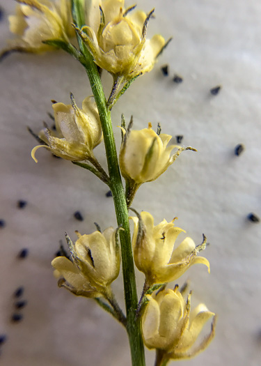 image of Linaria canadensis, Oldfield Toadflax, Common Toadflax, Canada Toadflax