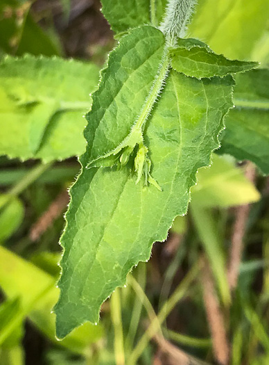 image of Lobelia inflata, Indian-tobacco, Pukeweed