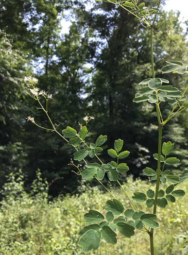 image of Thalictrum pubescens, Common Tall Meadowrue, King-of-the-meadow, Late Meadowrue