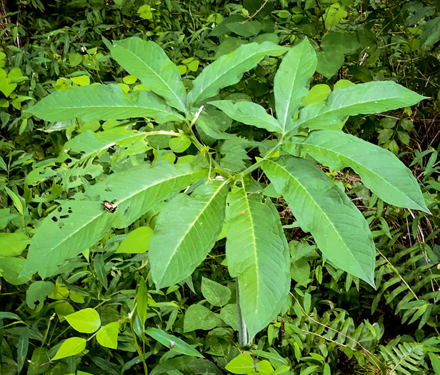 image of Arisaema dracontium, Green Dragon