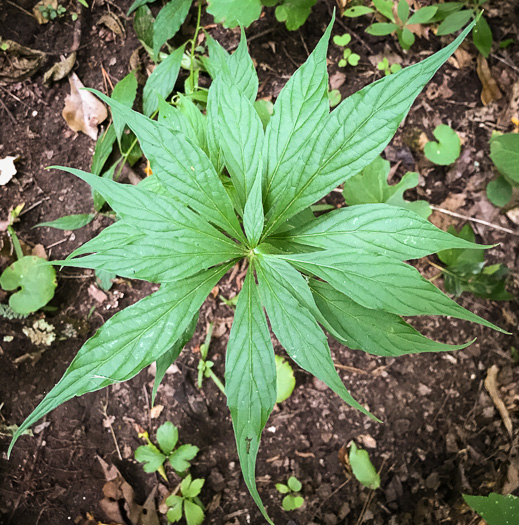 image of Cubelium concolor, Eastern Green-violet