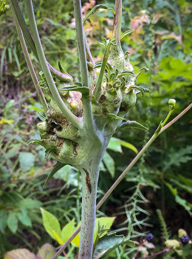 image of Silphium compositum var. compositum, Carolina Rosinweed, Compassplant, Rhubarb-leaved Rosinweed