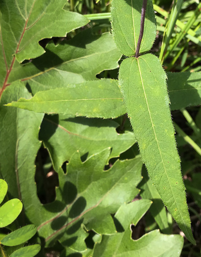 image of Helianthus divaricatus, Woodland Sunflower, Spreading Sunflower