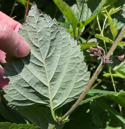 image of Salvia urticifolia, Nettleleaf Sage