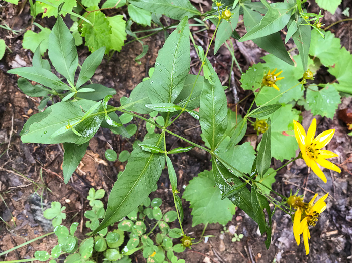 image of Coreopsis major var. rigida, Whorled Coreopsis, Stiffleaf Coreopsis, Greater Tickseed, Whorled Tickseed