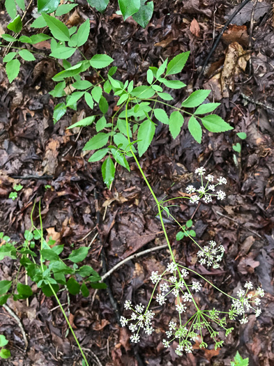 image of Ligusticum canadense, American Lovage