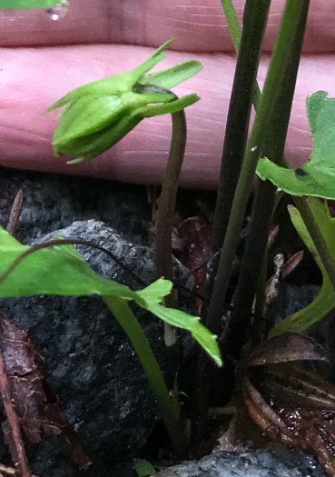 image of Viola emarginata var. 5, Sword-leaved Violet