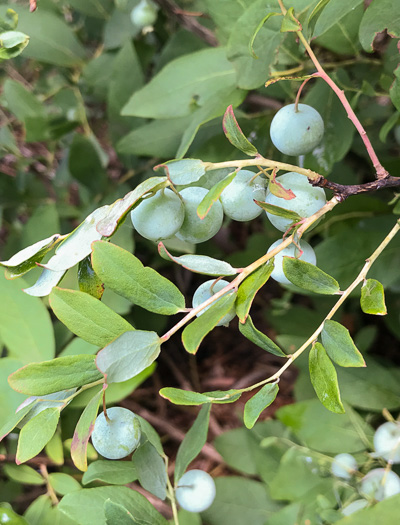 image of Vaccinium stamineum var. 2, Appalachian Deerberry