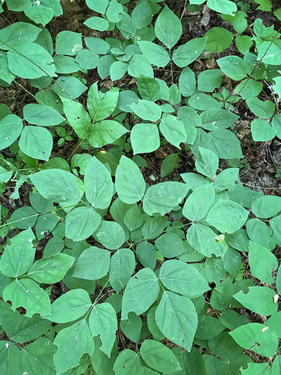 image of Hylodesmum nudiflorum, Naked Tick-trefoil, Naked-flowered Tick Trefoil, Woodland Tick-trefoil