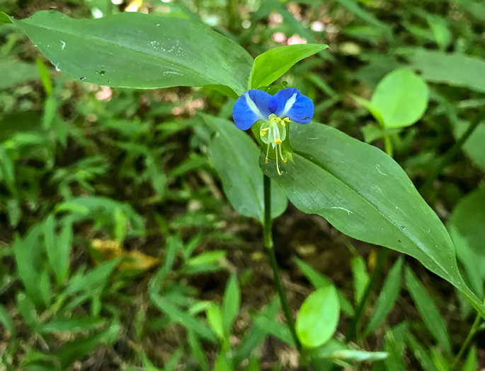 image of Commelina communis, Asiatic Dayflower, Common Dayflower