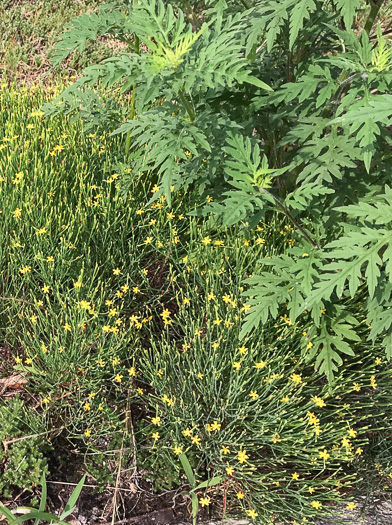 image of Hypericum gentianoides, Pineweed, Orange-grass, Orangeweed