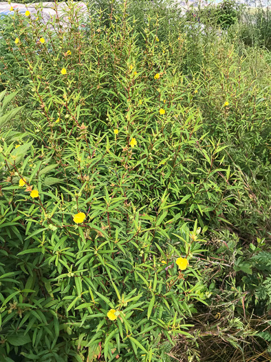 image of Ludwigia alternifolia, Alternate-leaf Seedbox, Bushy Seedbox