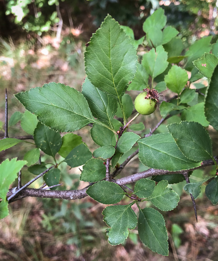 image of Crataegus aff. pinetorum, pineland hawthorn