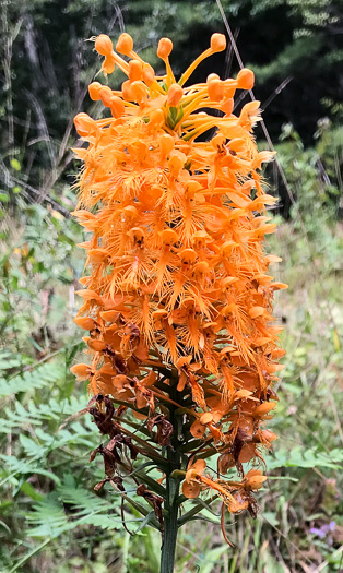 image of Platanthera ciliaris, Yellow Fringed Orchid