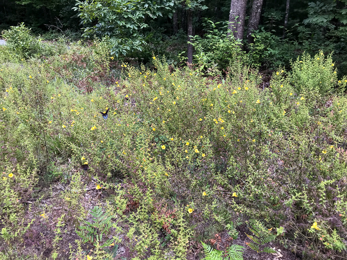 image of Aureolaria pectinata, Southern Oak-leach, Sticky False Foxglove, Combleaf Yellow False Foxglove