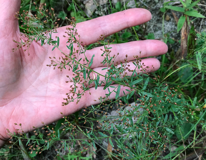 image of Lechea racemulosa, Racemose Pinweed, Appalachian Pinweed, Oblong-fruit Pinweed