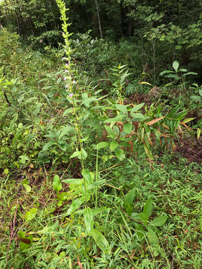 image of Lobelia spicata, Pale Spiked Lobelia, Palespike Lobelia