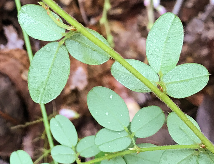 image of Lespedeza procumbens, Downy Trailing Lespedeza, Trailing Bush-clover