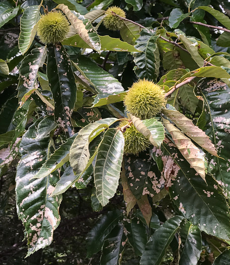 image of Castanea mollissima, Chinese Chestnut