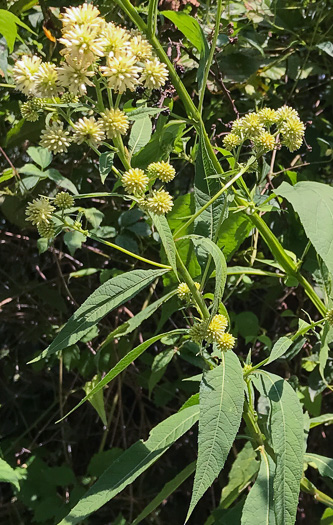 image of Verbesina walteri, Walter's Wingstem, Carolina Crownbeard, Walter's Crownbeard