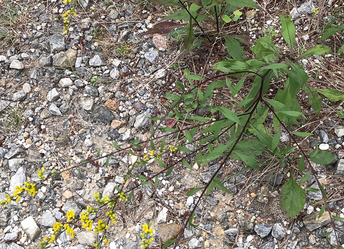 image of Solidago juncea, Early Goldenrod