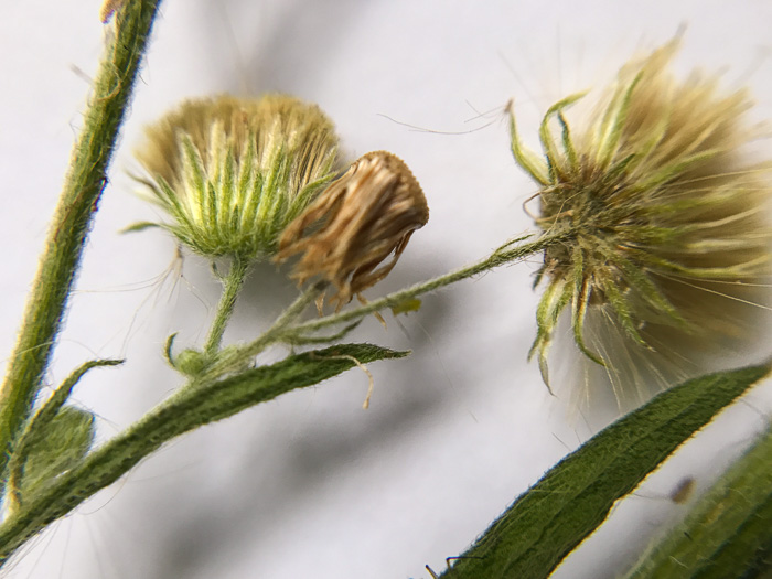 image of Erigeron sumatrensis, Tropical Horseweed, Sumatran Fleabane, Guernsey Fleabane