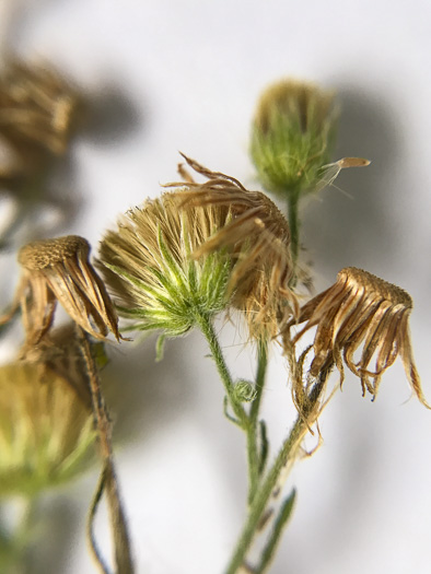 image of Erigeron sumatrensis, Tropical Horseweed, Sumatran Fleabane, Guernsey Fleabane