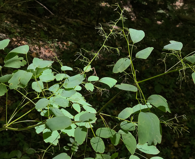 image of Thalictrum coriaceum, Appalachian Meadowrue, Maid-of-the-mist