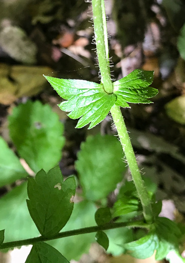 image of Agrimonia rostellata, Woodland Agrimony