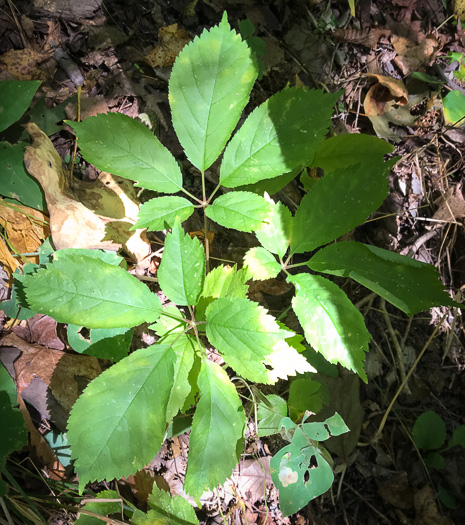 image of Panax quinquefolius, American Ginseng, Sang