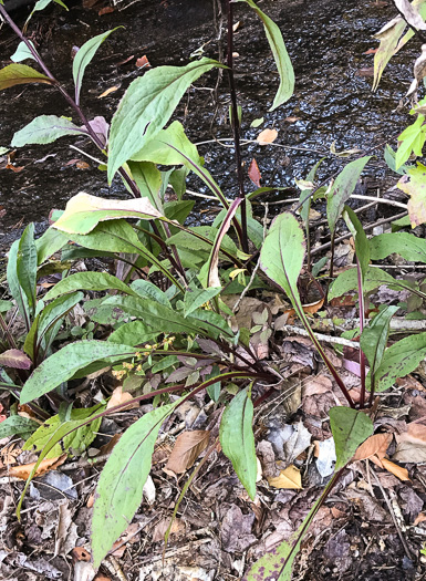 image of Solidago patula, Northern Roughleaf Goldenrod