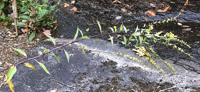 image of Solidago patula, Northern Roughleaf Goldenrod