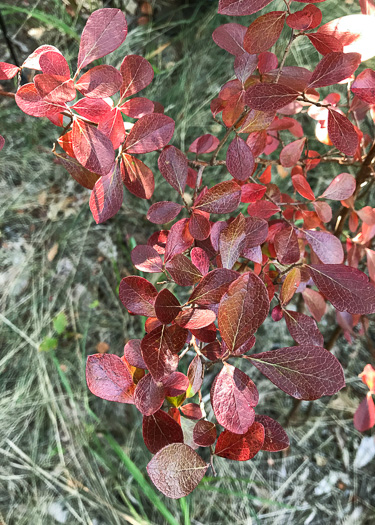 image of Vaccinium arboreum, Sparkleberry, Farkleberry