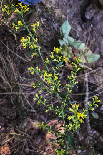 image of Solidago erecta, Slender Goldenrod, Erect Goldenrod