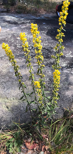 image of Solidago erecta, Slender Goldenrod, Erect Goldenrod