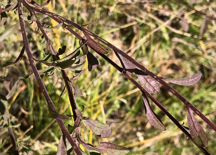 image of Solidago nemoralis var. nemoralis, Eastern Gray Goldenrod