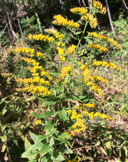 image of Solidago rugosa var. rugosa, Wrinkleleaf Goldenrod, Roughstem Goldenrod