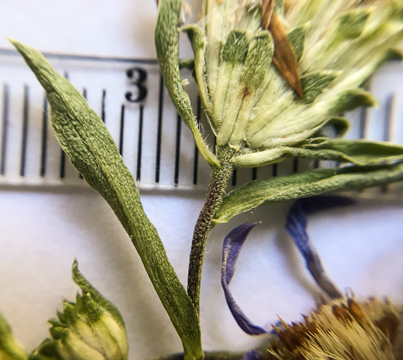 image of Eurybia surculosa, Creeping Aster, Michaux's Wood-Aster