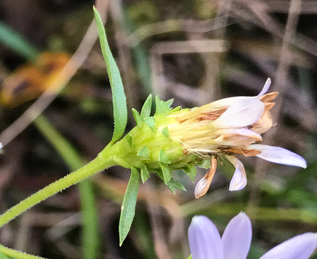 image of Eurybia avita, Alexander's Rock Aster