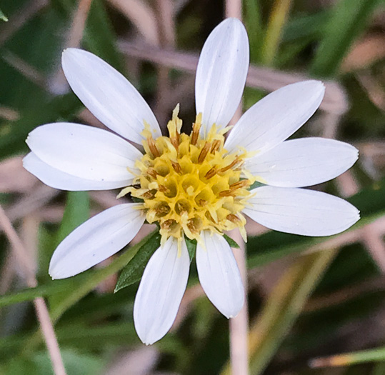 image of Eurybia avita, Alexander's Rock Aster