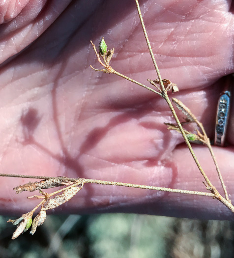 image of Croton willdenowii, Outcrop Rushfoil, Willdenow's Croton, Glade Rushfoil, Broadleaf Rushfoil