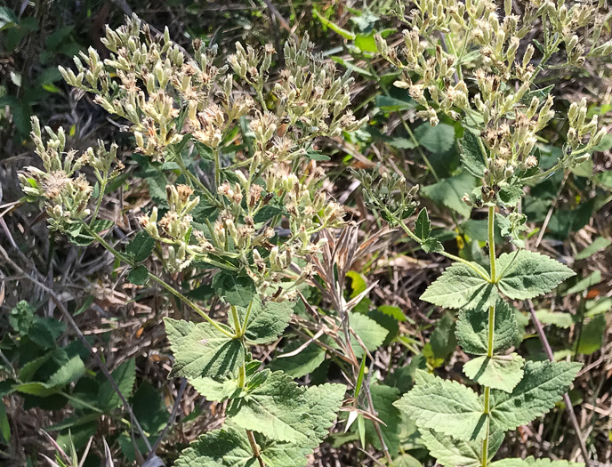 image of Eupatorium pubescens, Inland Roundleaf Eupatorium, Hairy Thoroughwort