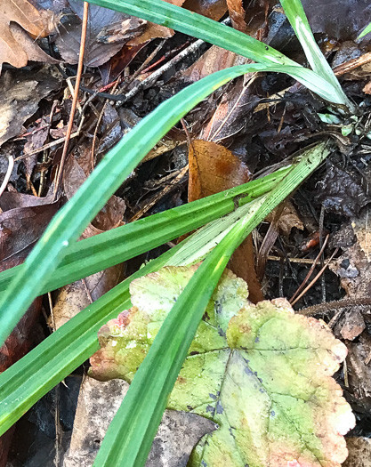 image of Carex radfordii, Radford's Sedge