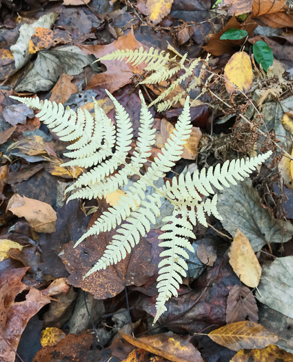 image of Phegopteris hexagonoptera, Broad Beech Fern