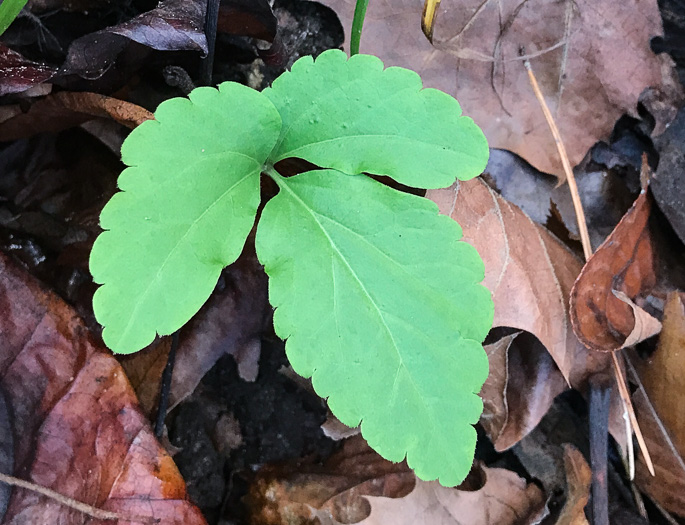 image of Cardamine angustata, Eastern Slender Toothwort