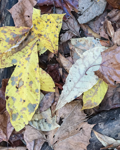 image of Asimina triloba, Common Pawpaw, Indian-banana