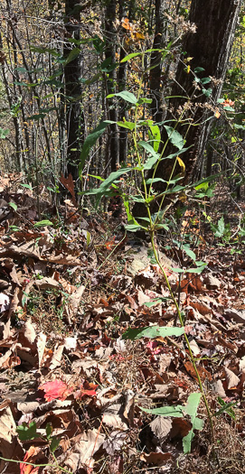 image of Eupatorium sessilifolium var. sessilifolium, Upland Boneset, Sessile-leaf Eupatorium