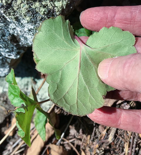 image of Heuchera hispida, Purple Alumroot, Hispid Alumroot